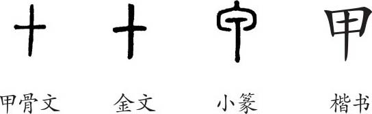 甲是象形字 甲骨文像古代武士身上穿的铁甲片之间的十字缝